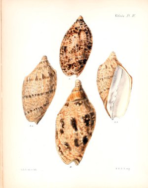 Deniz kabuklarını Illustration. Conchologia iconica veya kabukları molluscous hayvan çizimleri.