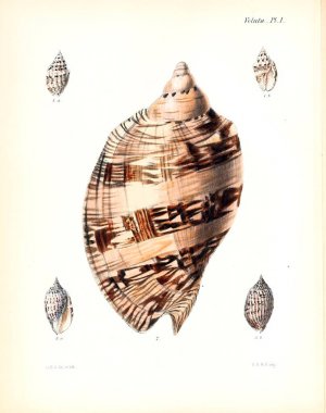 Deniz kabuklarını Illustration. Conchologia iconica veya kabukları molluscous hayvan çizimleri.