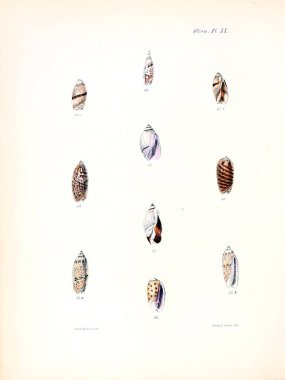 Deniz kabuklarını Illustration. Conchologia iconica veya kabukları molluscous hayvan çizimleri.