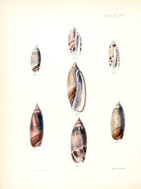 Deniz kabuklarını Illustration. Conchologia iconica veya kabukları molluscous hayvan çizimleri.