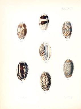 Deniz kabuklarını Illustration. Conchologia iconica veya kabukları molluscous hayvan çizimleri.