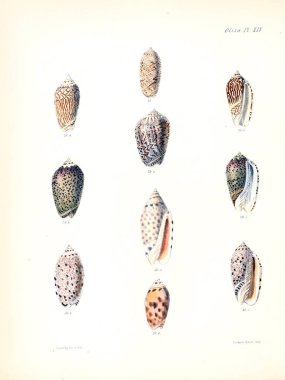 Deniz kabuklarını Illustration. Conchologia iconica veya kabukları molluscous hayvan çizimleri.