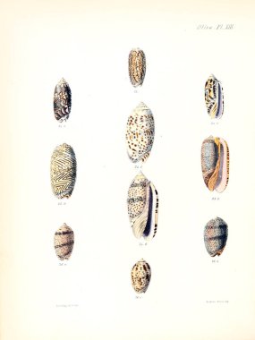 Deniz kabuklarını Illustration. Conchologia iconica veya kabukları molluscous hayvan çizimleri.
