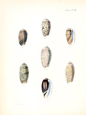 Deniz kabuklarını Illustration. Conchologia iconica veya kabukları molluscous hayvan çizimleri.