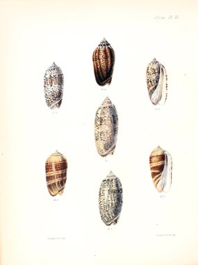 Deniz kabuklarını Illustration. Conchologia iconica veya kabukları molluscous hayvan çizimleri.