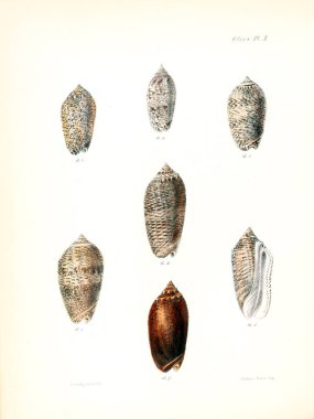 Deniz kabuklarını Illustration. Conchologia iconica veya kabukları molluscous hayvan çizimleri.