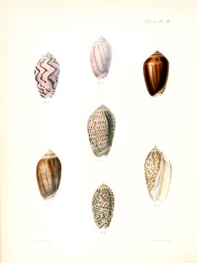 Deniz kabuklarını Illustration. Conchologia iconica veya kabukları molluscous hayvan çizimleri.