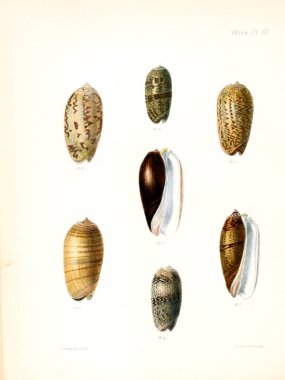 Deniz kabuklarını Illustration. Conchologia iconica veya kabukları molluscous hayvan çizimleri.