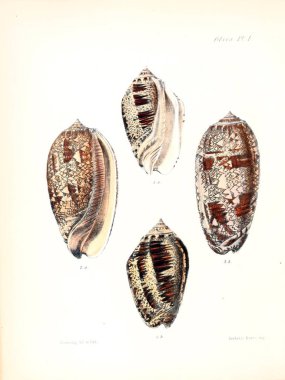 Deniz kabuklarını Illustration. Conchologia iconica veya kabukları molluscous hayvan çizimleri.