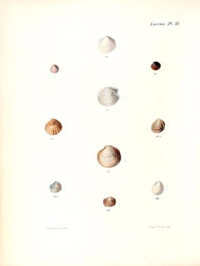 Deniz kabuklarını Illustration. Conchologia iconica veya kabukları molluscous hayvan çizimleri.