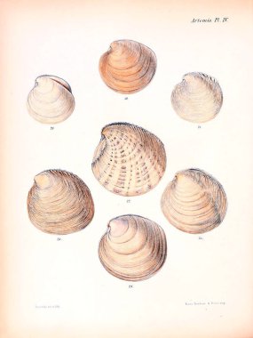 Deniz kabuklarını Illustration. Conchologia iconica veya kabukları molluscous hayvan çizimleri.