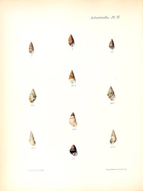 Deniz kabuklarını Illustration. Conchologia iconica veya kabukları molluscous hayvan çizimleri.