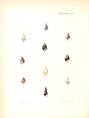 Deniz kabuklarını Illustration. Conchologia iconica veya kabukları molluscous hayvan çizimleri.