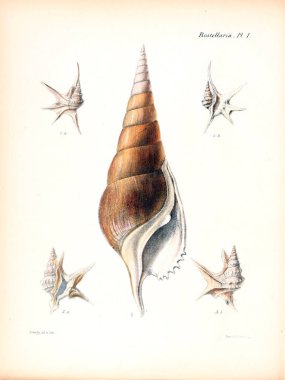Deniz kabuklarını Illustration. Conchologia iconica veya kabukları molluscous hayvan çizimleri.