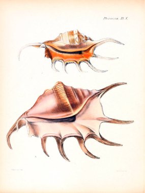 Deniz kabuklarını Illustration. Conchologia iconica veya kabukları molluscous hayvan çizimleri.