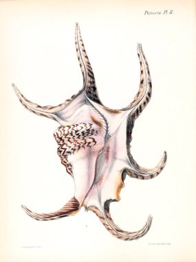 Deniz kabuklarını Illustration. Conchologia iconica veya kabukları molluscous hayvan çizimleri.