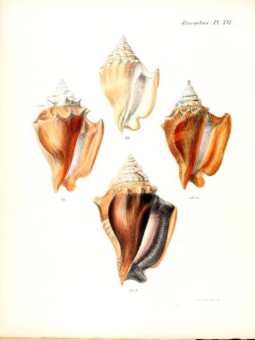 Deniz kabuklarını Illustration. Conchologia iconica veya kabukları molluscous hayvan çizimleri.