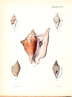 Deniz kabuklarını Illustration. Conchologia iconica veya kabukları molluscous hayvan çizimleri.