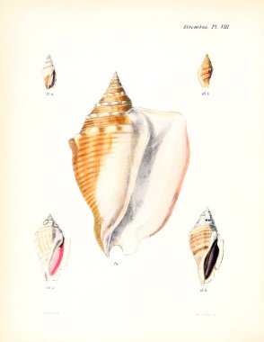 Deniz kabuklarını Illustration. Conchologia iconica veya kabukları molluscous hayvan çizimleri.
