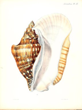 Deniz kabuklarını Illustration. Conchologia iconica veya kabukları molluscous hayvan çizimleri.