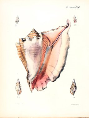 Deniz kabuklarını Illustration. Conchologia iconica veya kabukları molluscous hayvan çizimleri.