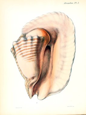 Deniz kabuklarını Illustration. Conchologia iconica veya kabukları molluscous hayvan çizimleri.