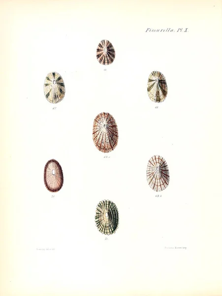 Illustration Seashells Conchologia Iconica Illustrations Shells Molluscous Animal — Stock Photo, Image