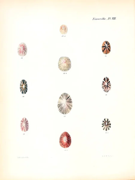 Illustratie Van Schelpen Conchologia Iconica Illustraties Van Schelpen Van Molluscous — Stockfoto