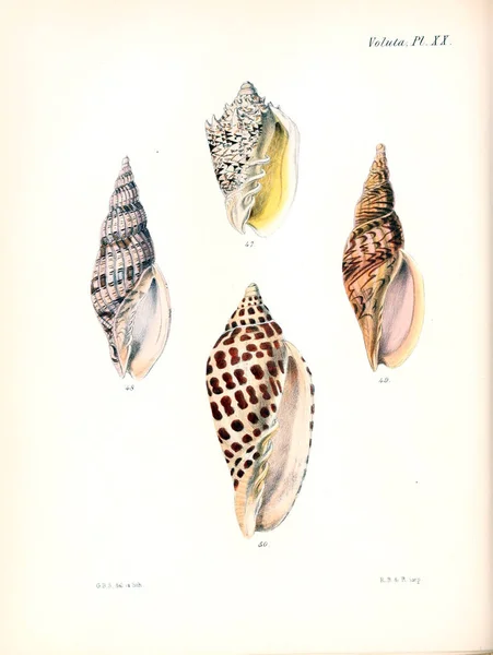 Illustration Seashells Conchologia Iconica Illustrations Shells Molluscous Animal — Stock Photo, Image