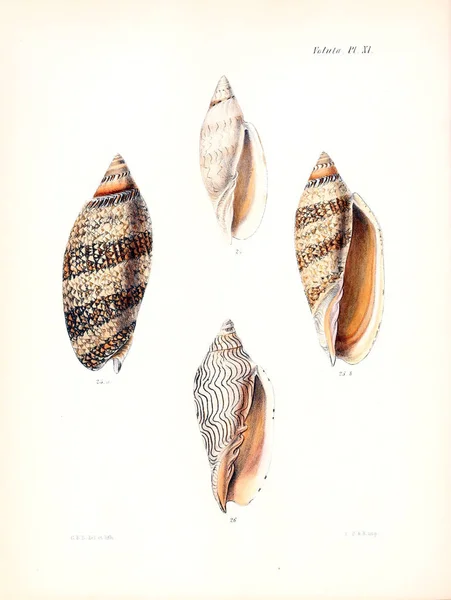 Ilustración Conchas Marinas Conchologia Iconica Ilustraciones Las Conchas Animales Moluscos — Foto de Stock