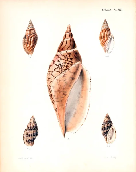 Illustration Seashells Conchologia Iconica Illustrations Shells Molluscous Animal — Stock Photo, Image