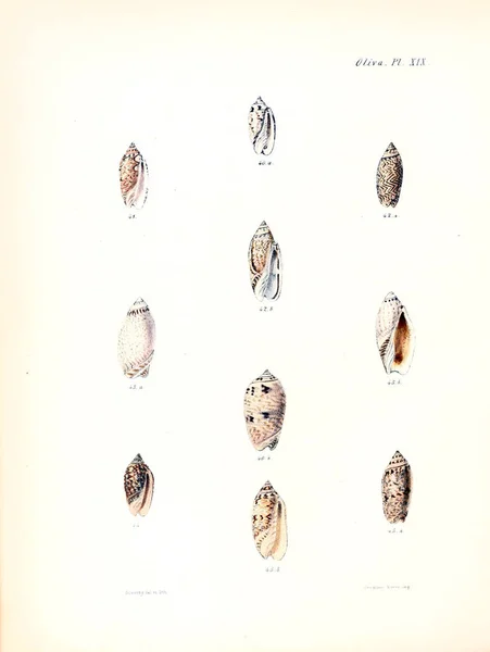 Illustratie Van Schelpen Conchologia Iconica Illustraties Van Schelpen Van Molluscous — Stockfoto