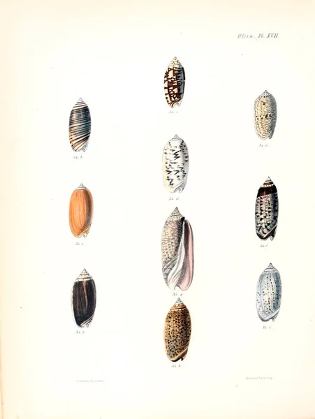 Illustratie Van Schelpen Conchologia Iconica Illustraties Van Schelpen Van Molluscous — Stockfoto