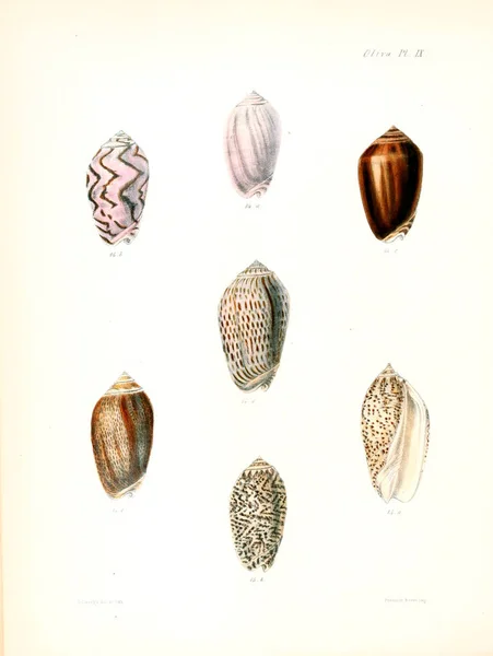 Illustrazione Delle Conchiglie Conchologia Iconica Illustrazioni Delle Conchiglie Molluschi — Foto Stock