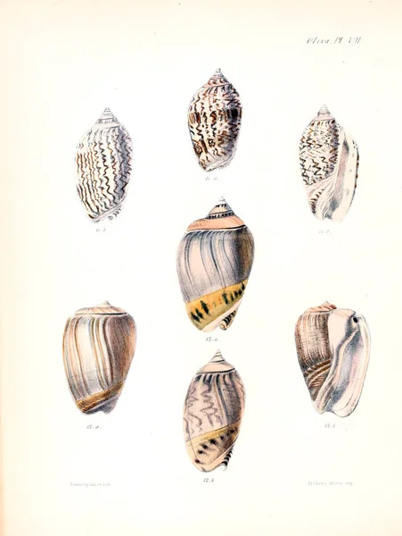 조개의 그림입니다 Conchologia Iconica Molluscous 동물의 포탄의 — 스톡 사진