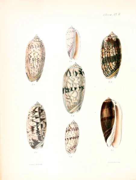 Illustration Snäckskal Conchologia Iconica Eller Illustrationer Skal Molluscous Djur — Stockfoto