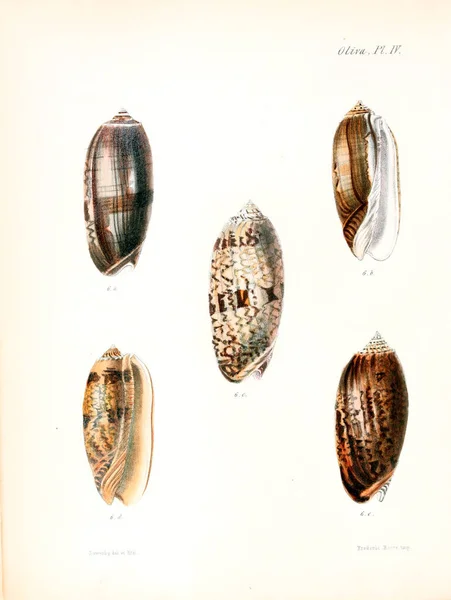 Illustratie Van Schelpen Conchologia Iconica Illustraties Van Schelpen Van Molluscous — Stockfoto