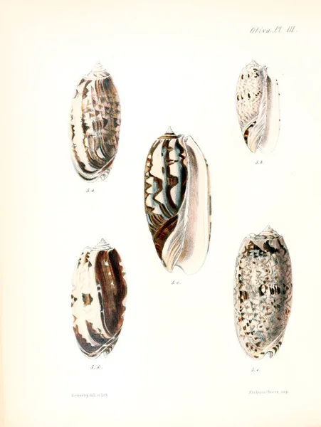 Illustratie Van Schelpen Conchologia Iconica Illustraties Van Schelpen Van Molluscous — Stockfoto