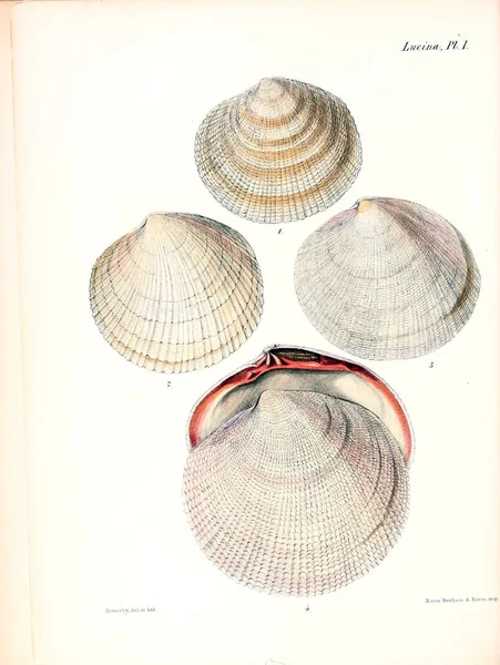 Illustration Coquillages Conchologia Iconica Illustrations Des Coquilles Animaux Mollusques — Photo