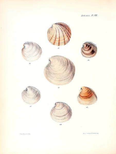 Tengeri Kagylókból Illusztrációja Conchologia Iconica Vagy Héját Molluscous Állat Illusztrációk — Stock Fotó