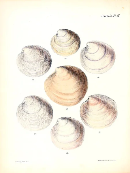 Ilustracja Muszelek Conchologia Iconica Lub Ilustracje Muszli Molluscous Zwierząt — Zdjęcie stockowe