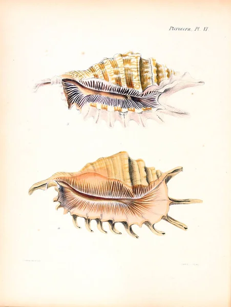 贝壳的例证 Conchologia Iconica Molluscous 动物的贝壳的插图 — 图库照片