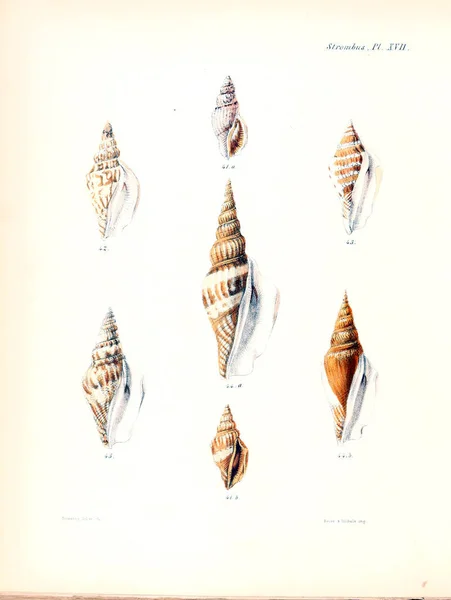 Illustration Coquillages Conchologia Iconica Illustrations Des Coquilles Animaux Mollusques — Photo