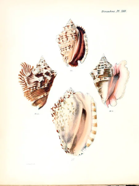 Illustrazione Delle Conchiglie Conchologia Iconica Illustrazioni Delle Conchiglie Molluschi — Foto Stock