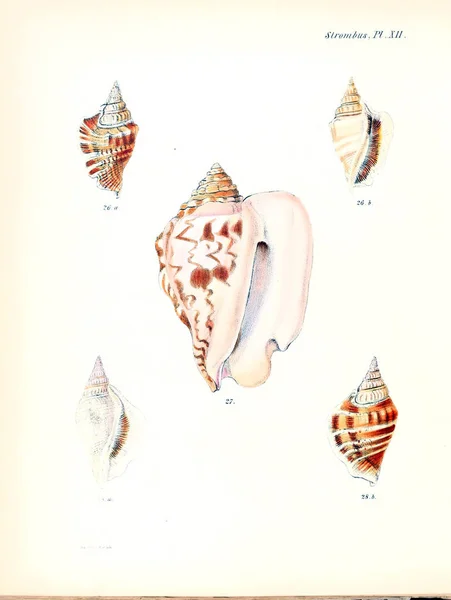 Illustrazione Delle Conchiglie Conchologia Iconica Illustrazioni Delle Conchiglie Molluschi — Foto Stock