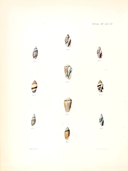 Иллюстрация Ракушек Conchologia Iconica Иллюстрации Раковин Моллюсков — стоковое фото
