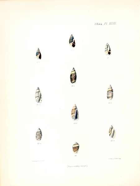 Deniz Kabuklarını Illustration Conchologia Iconica Veya Kabukları Molluscous Hayvan Çizimleri — Stok fotoğraf