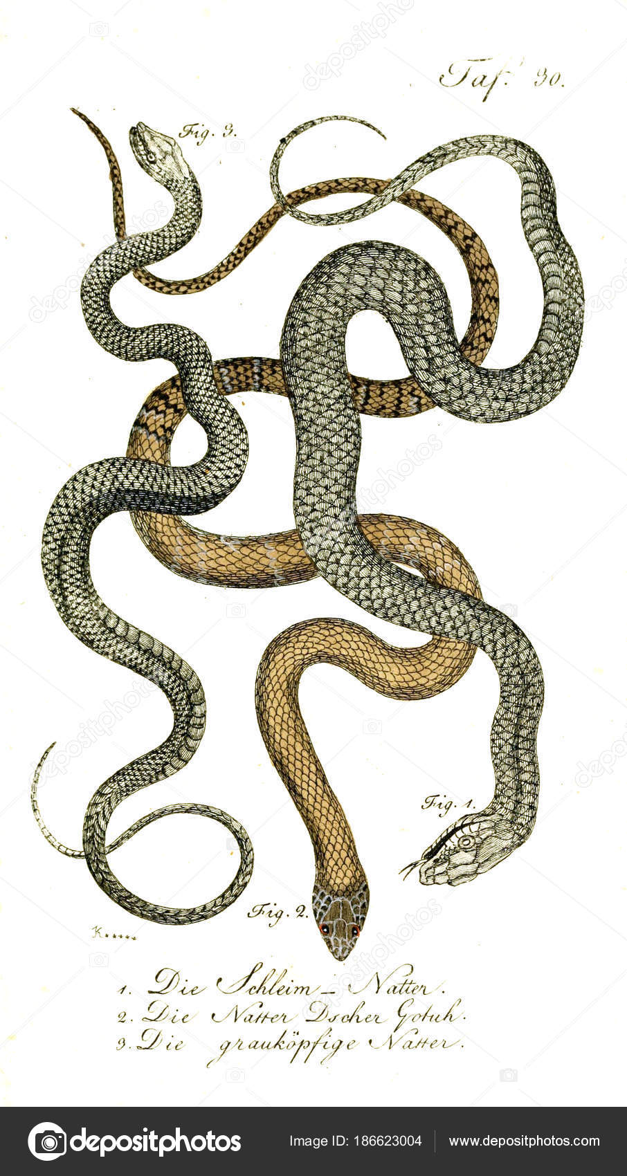 Illustration Snake Old Image Stock Photo by ©ruskpp 186623004 Illustration Snake Old Image Stock Photo by ©ruskpp 186623004