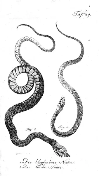 Ilustración Una Serpiente Imagen Antigua —  Fotos de Stock