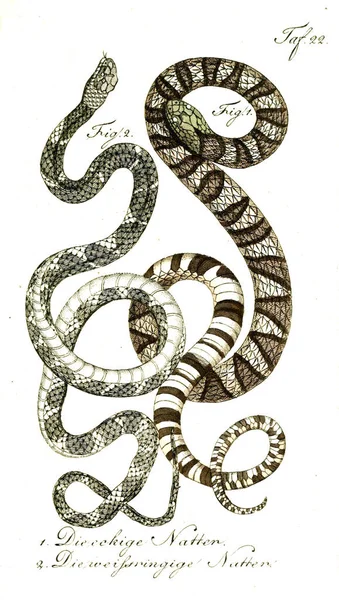 Illustration Serpent Vieille Image — Photo